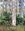 Tall grey trunks , mottled in various tints where the bark has flaked off, rise from a green understory of cycad palms and broad-leaved pittosporum shrubs.  in the distance is a faint glimpse of sky and the hint of an ocean view from the forest's edge.