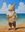 A gnome with a big white beard and wearing Sunglasses and a Beach outfit is standing on a beach holding an Ice Cream Cone