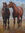 (CreativeWork) Yearlings by Penny MacLaren. Oil. Shop online at Bluethumb.