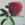 Red Waratah/protea  flower on linen background