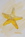 Yellow starfish with metallic highlights