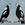 Two magpies singing with a blue background and a 
Subtle pattern in background, patent is in white