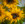 (CreativeWork) Tournesol Ed. 3 of 50 by Joseph Remi d'Argent. Photograph. Shop online at Bluethumb.