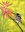 Little bird on flowering plant stem