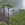 A single green tree in the midst of surrounding green foliage with a background of early morning mist.