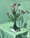 Kangaroo Paw in glass bottle on green cloth