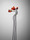 (CreativeWork) Poppy 3 Ed. 1 of 20 by alex buckingham. Photograph. Shop online at Bluethumb.