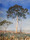 White gum tree against blue sky