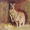 Red Kangaroo