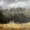 old shack with  australian gum trees backdrop