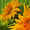 Two large sunflowers in close up on a green striped background.