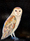 Australian Native bird, the Barn owl. Spiritual nature of animals. Dark background, pastel colors. Representation. Expressionistic, vibrant, and powerful. Sacred geometry patterns.