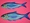 Blue herring sit on  a fluorescent pink background.