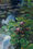 This is a vertical medium size painting of  pink lilies floating in a pond.  It is  an overcast still day.   The white  clouds are reflecting onto the  surface....it is still day.    The lily pads snake in a "S" curve from the top of the pond, to the focal point of two pink flowers in the  middle third growing   in deep dark water,  surrounded by green pads.

Small yellow and gold leaves are scattered on the surface of the pond by a breeze  and some of the pads are changing ......Autumn is coming.