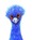 Quirky Emu bird in blue framed small