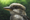 Portrait of a Kookaburra