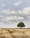 lonely tree in a field of dry wheat coloured grasses 