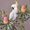 Painting of a Cockatoo with Banksias.