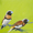 Two chestnut brown finches perched on a fence line and delicate grass head while foraging for seeds. 