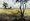 A farm house and a big tree in the distance and a silhouette of tree branches and scrub in the forground.