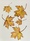 Five maple autumn leaves floating 