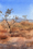 A landscape view of Karijini with a very blue sky and the mountains in the background, trees in the middle ground and red orange spinifex grass in the foreground.