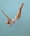 graceful swan diver glides