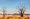 Boab trees in front of a red mountain range against a blue sky. 