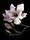 Three pink Magnolia flowers on a white background 