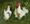 Chickens, white, red, green, 