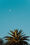 Palm tree on blue sky with moon