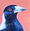 Painting portrait of a black and white magpie on a peach coloured background. He has a slight pink glow around is upper body.