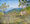 gum trees and various shrubs in the foreground with the bridal veil cliffs, the jamison valley and the distant blue shimmering valleys beyond with parts of the massive mount solitary