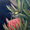 Close up of an Australian Honey Eater on a red Protea flower, surrounded by leaves and a dark blue background.