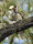 A kookaburra sits on a branch looking to the viewer with plenty of greenery surrounding it. 