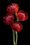 Red protea flowers on a black background 