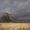 sunlit gum trees in a field with blowing dry grasses and a stormy sky