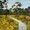 Boardwalk through bush land 