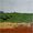 Black cattle grazing in a lush green paddock 