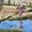 Woman at pond in country.  Farmhouse in background. Ducks in water. Reflections. Paddocks of dry meadow.