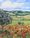 An original textured oil painting of a gorgeous field of poppies in Tuscany. The flowers flow through the foreground of the painting and an olive tree is on the left. Farmland is in the distance in the hills and mountains. This painting has been painted with the highest quality oil paints and canvas so you can enjoy your artwork for a lifetime. It comes with a certificate of authenticity.

