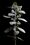 Australian Eucalyptus nuts and foliage on a black background