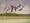 A flock of galahs flying across the landscape in the Central West NSW