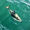 A dusky dolphin, native to New Zealand, cruises slowly past a boat in the clear waters off the coast of Kaikoura. The movement of the dolphin and water distort the image with a dreamlike painting effect.