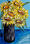 three sunflowers textured on blue background