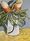 Banksia flowers in classical water jug on a golden tablecloth with contrasting blue background. 