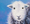 painting of a Herdwick sheep on a blue background