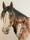 (CreativeWork) Clydesdale and foal by Marianne Bindemanis. Drawing. Shop online at Bluethumb.