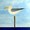 (CreativeWork) Pacific Gull by John Graham. Oil. Shop online at Bluethumb.