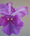 (CreativeWork) Orchid by dorryce rock. Oil. Shop online at Bluethumb.